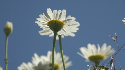 Bottom view: White flower Matricaria Chamomile  in garden against blue sky macro