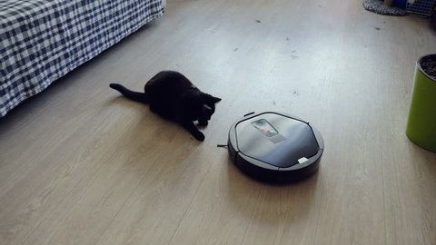 Black cat playing with robotic vacuum cleaner which is cleaning floor covering. 4K