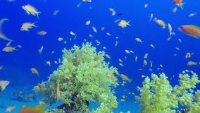 Soft Coral Broccoli and Colorful Fishes. Picture of broccoli coral flow with the underwater current and colorful fishes in the tropical reef of the Red Sea, Dahab, Egypt.