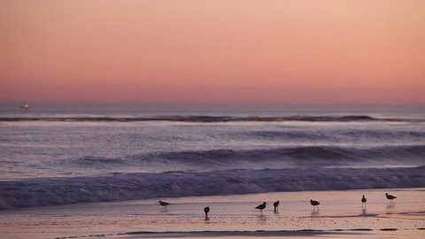 America-2010s: Birds gather on the beach at sunset.