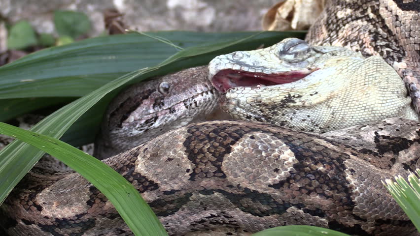 Anaconda Eating Stock Video Footage 4k And Hd Video Clips