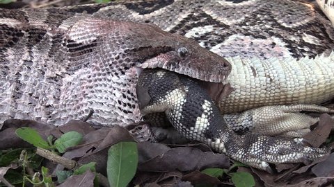 2010s: Extreme close up of a python eating an iguana whole.