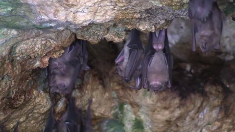 Cuba-2010s: Close up of fruit bats in a cave in Cuba.