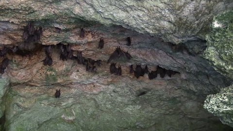 Cuba-2010s: Fruit bats live deep inside a cave in Cuba.