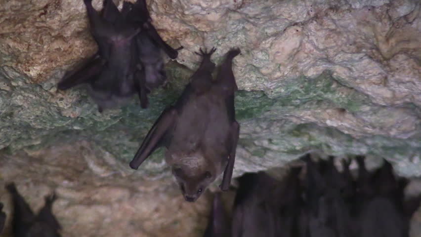 Cuba-2010s: Close up of fruit bats in a cave in Cuba. | Shutterstock HD Video #28504471