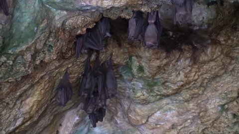 Cuba-2010s: Medium shot of fruit bats in a cave in Cuba.
