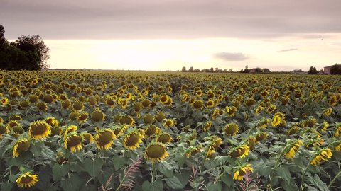 ungraded shot of sunflower fields at sunset in Italy
