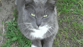 Beautiful Grey Cat Face Looking to Camera Smart
