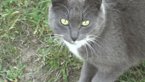 Beautiful Grey Cat Face Looking to Camera Smart go Away