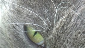 Beautiful Grey Cat Eyes Looking to Camera