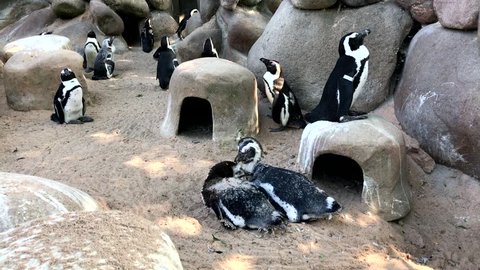 Two penguins moulting 