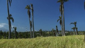 Grass field with the ocean in the background on the island of Mindoro in the Philippines