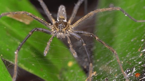 Wolf Spider (Aglaoctenus castaneus) in its web above the rainforest floor in the Ecuadorian Amazon. 