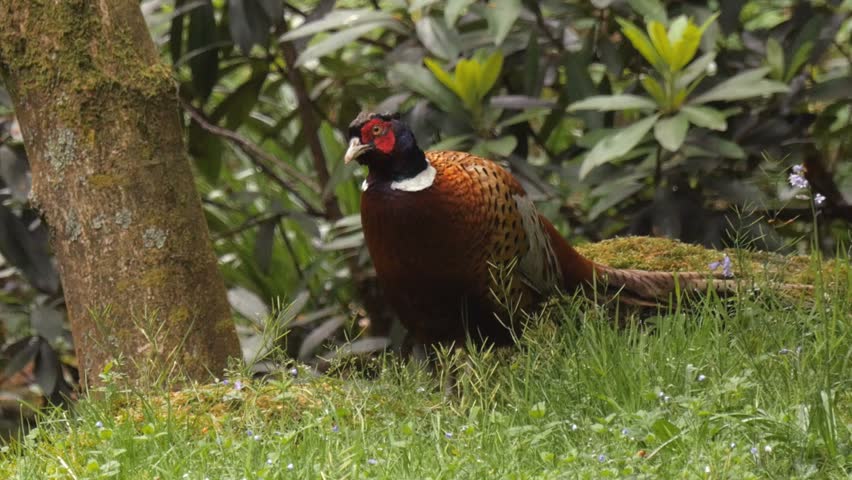 Common pheasant or Ring-necked Pheasant Bird - Scotland UK