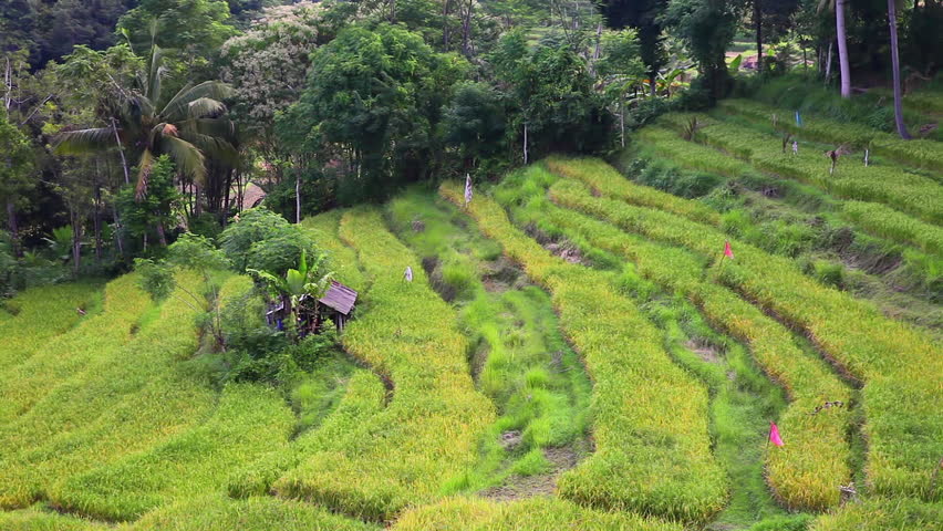 Green rice field, rice terraces on the mountain near popular tourist hindu temple Pura Ulun Danu on a lake Beratan on background cloudy summer sky. Bali, Indonesia