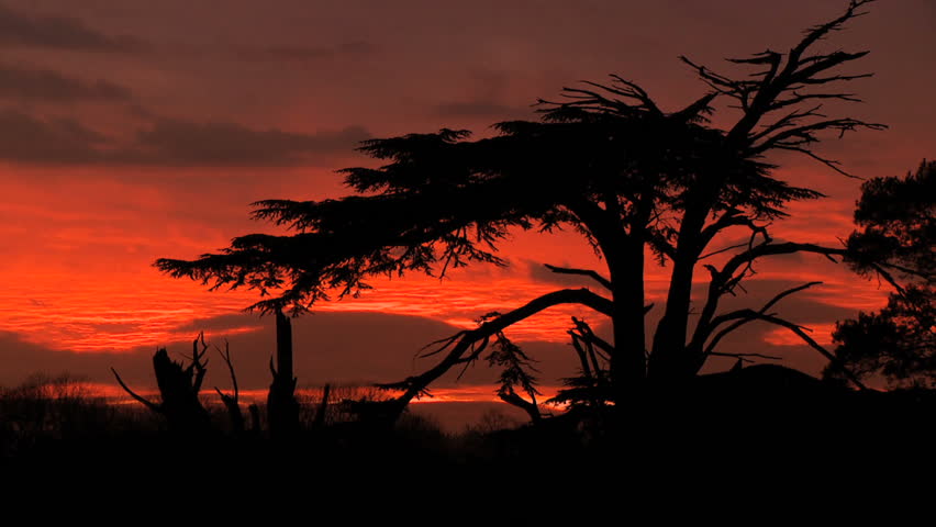 Sunset 5. A time lapsed sunset behind silhouette trees. Shot on professional