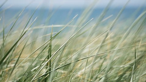 Blades of grass, blowing in the wind in front of a beach in slow motion