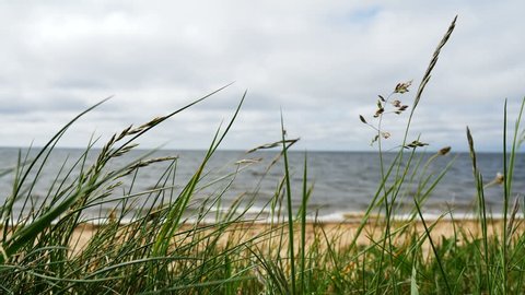 Blades of grass, blowing in the wind in front of a beach, 4K resolution
