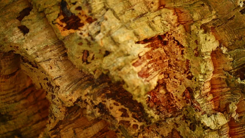 bark from cork oak trees.