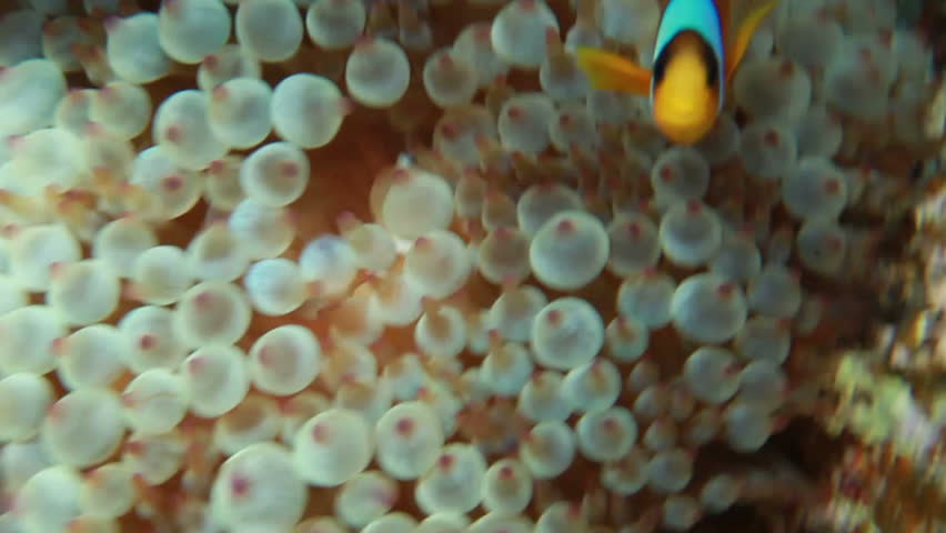 Clown Fish in front of their anemone home.