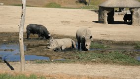 High quality video of rhinoceros in 4K