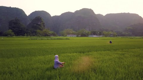 Aerial of farmer working in rice fields, Ninh Binh, Vietnam