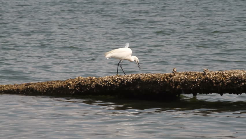 This Little Egret was fishing in the seaside in the Sai Kung area of Hong Kong.