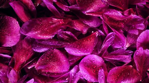 4K closeup rotation of beautiful purple petals of peony flower covering by water drops with rising light. Top view.: film stockowy