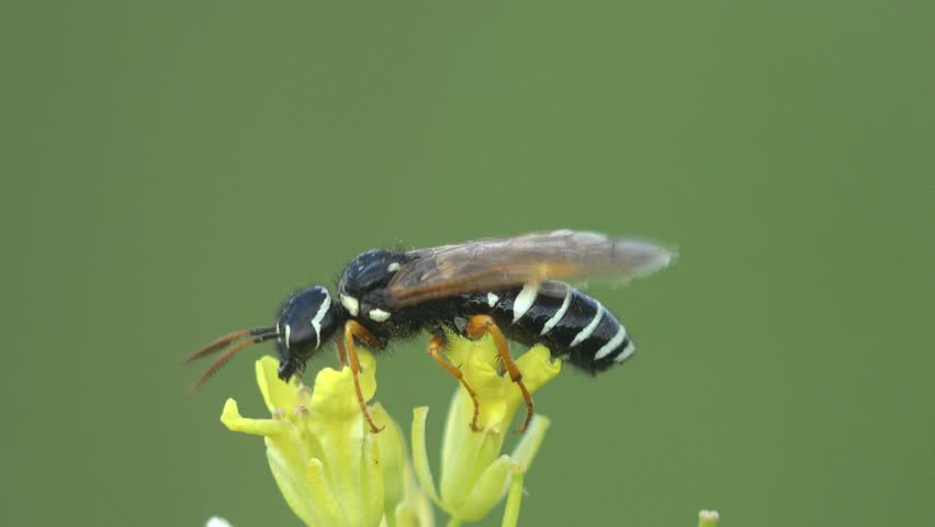 black wasp with white stripes