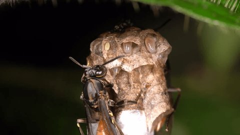 Small wasp nest hanging under a leaf in the rainforest. The female (queen) is raising a series of larvae seen here in different stages of development, the start of a new colony. In Ecuador.