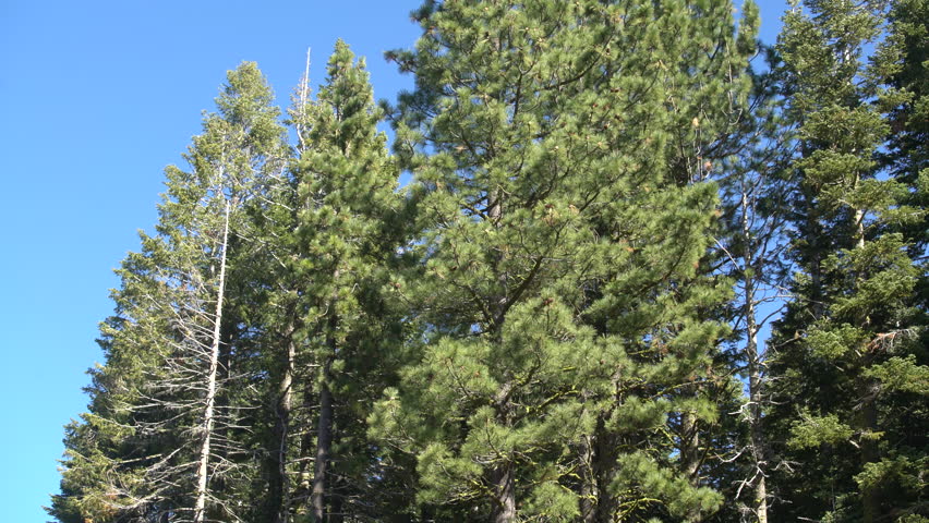 Pine Trees in Lassen Volcanic National Park