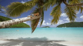 Young boy up in a palm tree at perfect tropical beach, maho bay, st john 