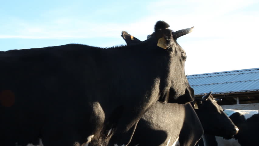 Cowshed. Cows on a farm