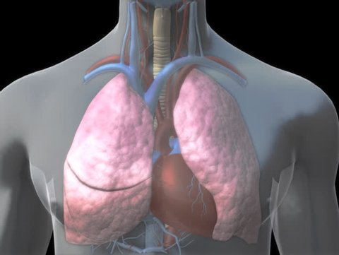 3D visualisation of a thrombo-embolism at the level of a pulmonary alveolus within the human lung
