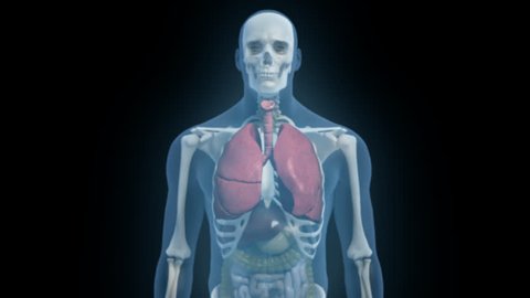 Rotating 3D blue glow male model upper torso transition to lungs internal organs and skeleton