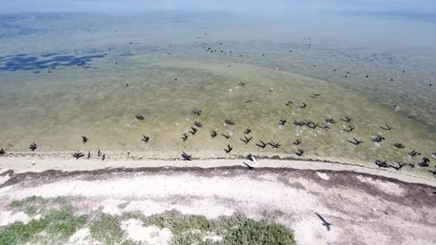 Fabulous view on little island in the Black sea from bird`s eye perspective with flocks of black cormorants and white seagulls flying over it and sitting on sand beach in a sunny day in summer.