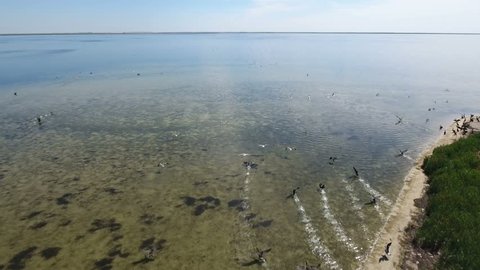 Amazing view on little island in the Black sea with flocks of black cormorants and white seagulls flying over it and sitting on sand beach in a sunny day in summer. The sea shoal looks gorgeous