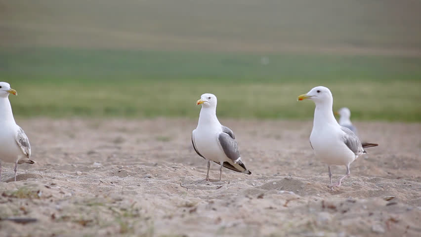 Seagulls on the shore