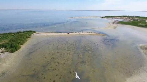Wonderful view on Dzharylhach island in the Black sea from bird`s eye perspective with flocks of black cormorants and white seagulls flying over it and sitting on sand beach in a sunny day in summer.