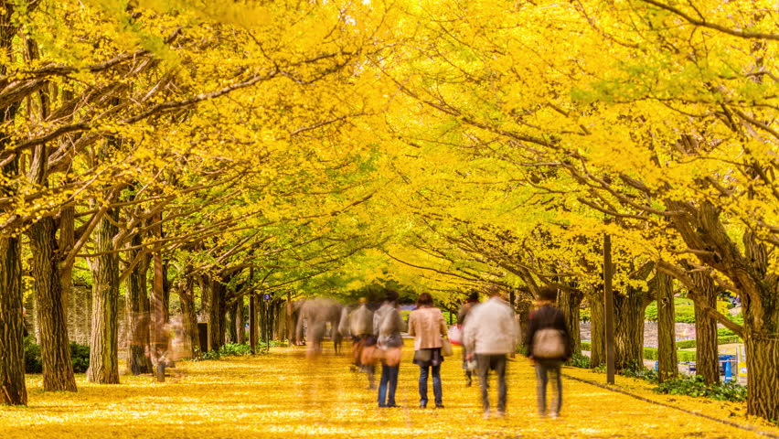 Tokyo, Japan autumn park. | Shutterstock HD Video #28566709