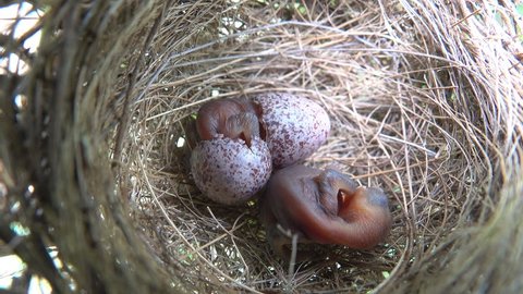 Newborn baby bird in nest. One bird is sleeping and the other hatching from the egg.  At time of their hatching chicks range in development from helpless to independent, depending on their species.