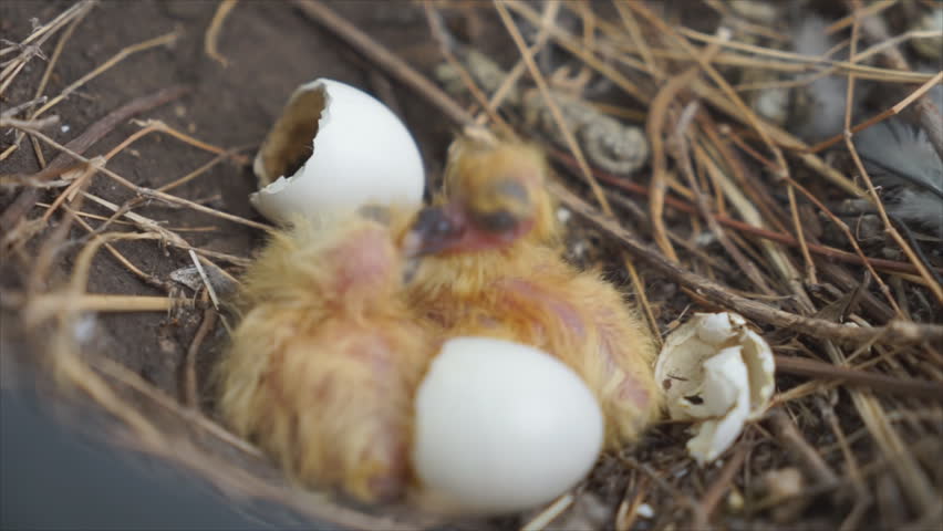 The Baby Pigeon First Born Stock Footage Video 100 Royalty Free Shutterstock