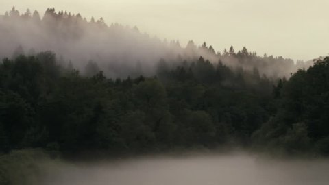 Foggy Forest  Mountains