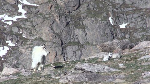 Mountain Goat Nanny and Kids