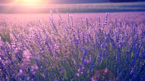 Lavender field in Provence, France. Blooming Violet fragrant lavender flowers. Growing Lavender swaying on wind over sunset sky, harvest. 4K UHD video 3840x2160 