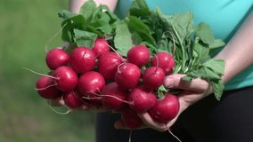 
High quality video of hands holding radish in real 1080p slow motion 250fps
