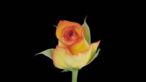 Time-lapse of opening yellow "Birdy" rose 2c in PNG+ format with alpha transparency channel isolated on black background.
