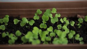 video arugula sprouts in a pot on the balcony