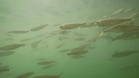Shoal of fish. Underwater footage with scene from sea life on industrial fishing and farming theme.