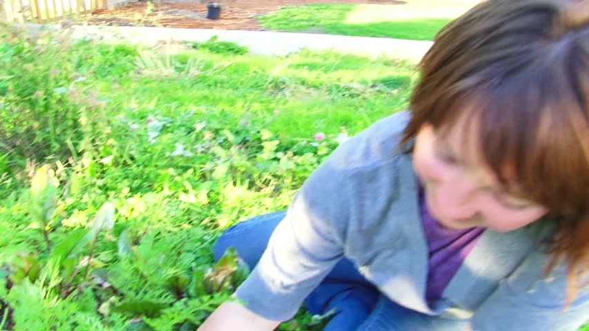 Woman picks many organic carrots from home garden.